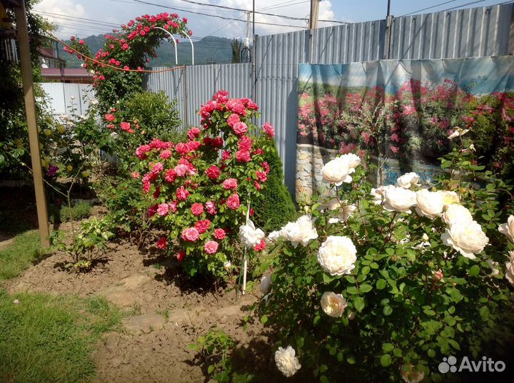 Саженцы роз