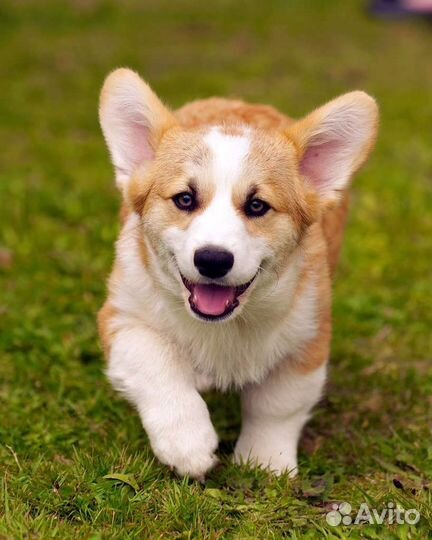 Щенки вельш-корги пемброк