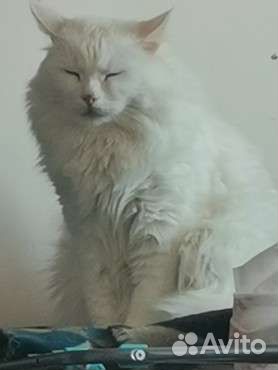 Кот в дар