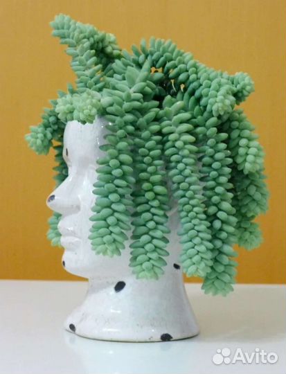 Седум буррито (очиток) Домашние цветы