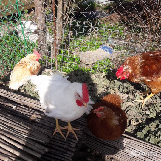 Куры домашние