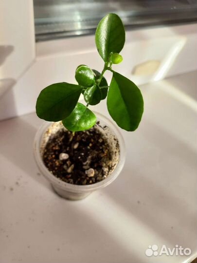 Фикус,Семена мурайи, цветы- филодендроны,сингониум