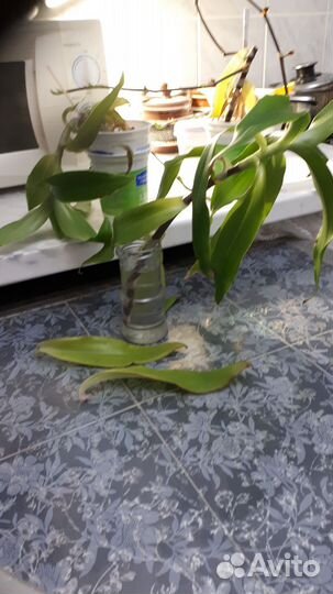 Золотой ус для приготовления лечебного препарата