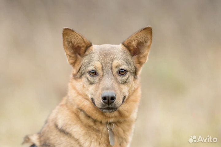 Клара выжила и ищет любящий дом