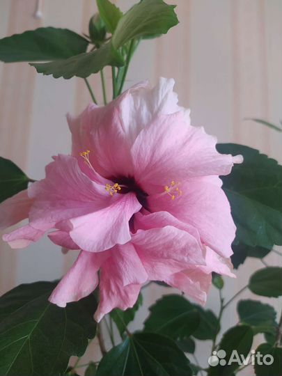 Гибискус китайская роза