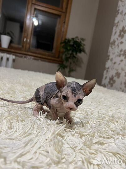 Канадский сфинкс