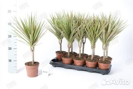 Драцена Биколор Dracaena Bicolor 90-60-30 150/24