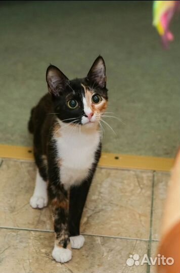 Кошка Сикора, 5 мес