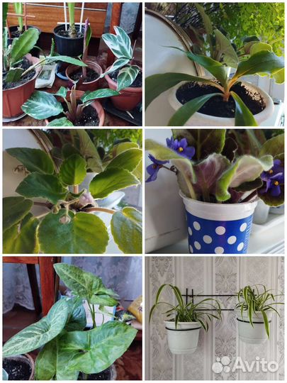 Цветы комнатные разные