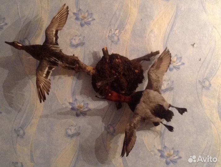 Изготовление чучел зверей и птиц реставрация