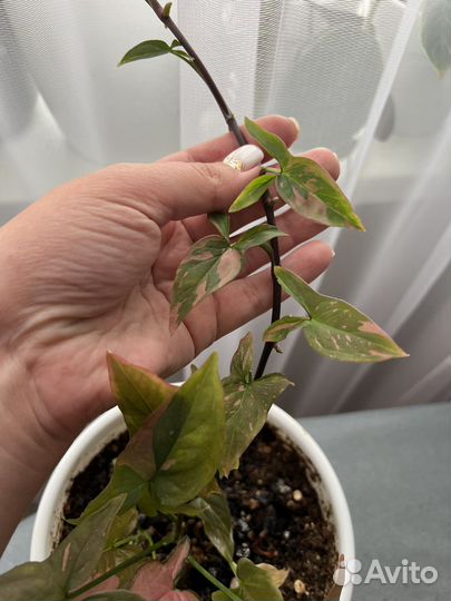 Сингониум ред спот биколор