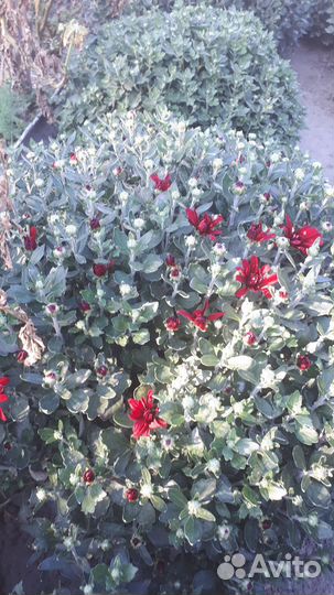 Хризантема мультифлора