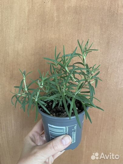 Розмарин (пряность)