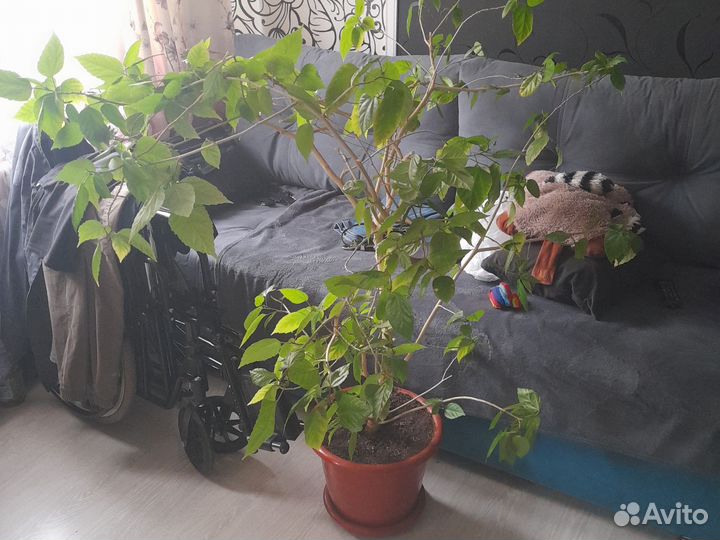 Гибискус китайская роза