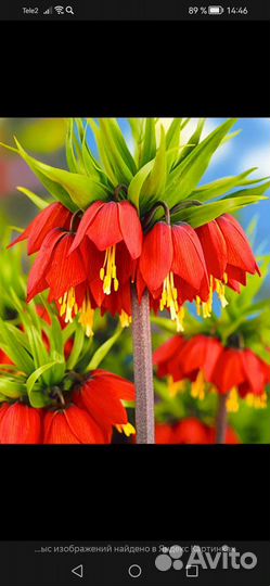 Рябчик императорский