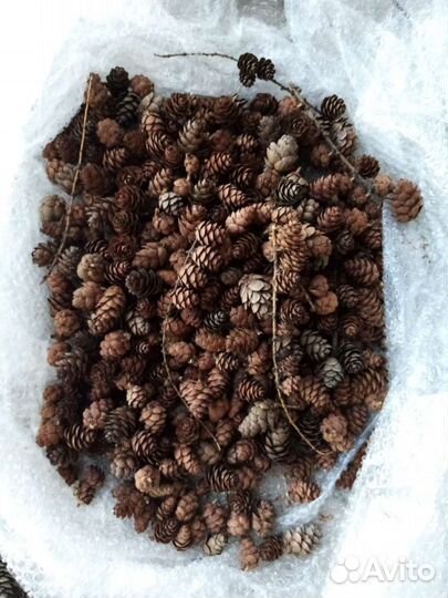 Шишки лиственницы