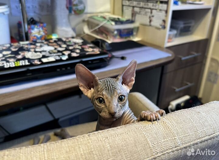 Донской сфинкс котята