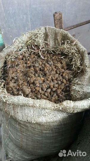 Козий навоз