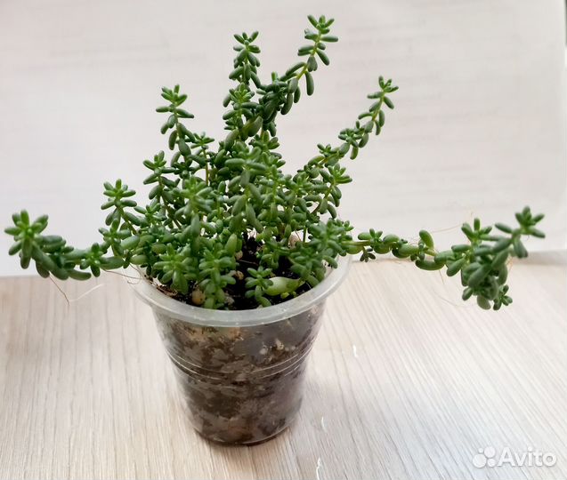 Суккуленты