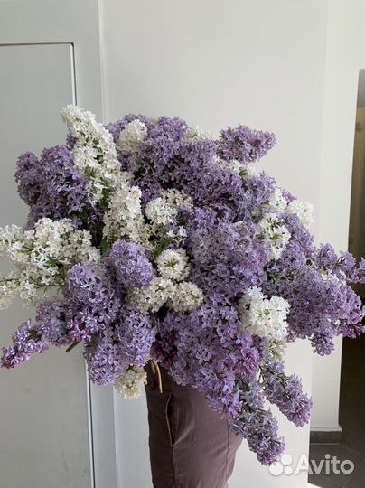 Сезонная сирень