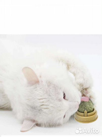 Кошачья мята