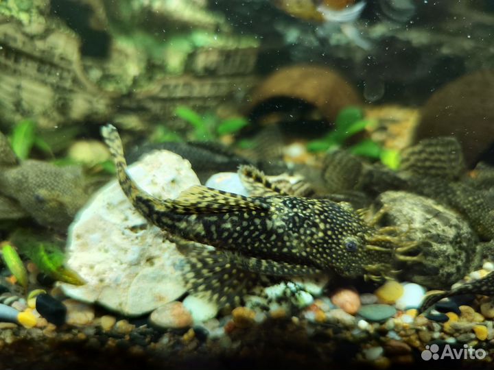 Сомики анциструсы