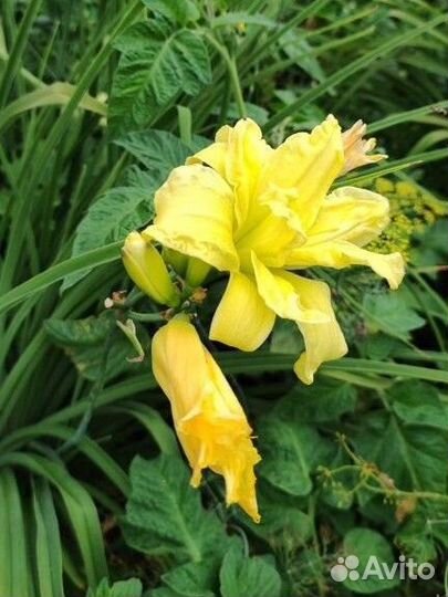 Садовые многолетники. Хризантема, лилейник, флоксы