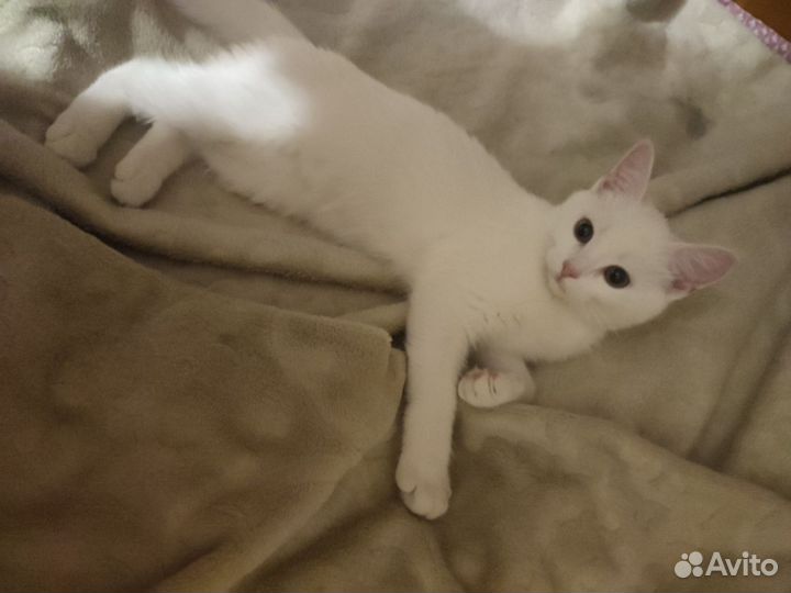 Котёнок в добрые руки