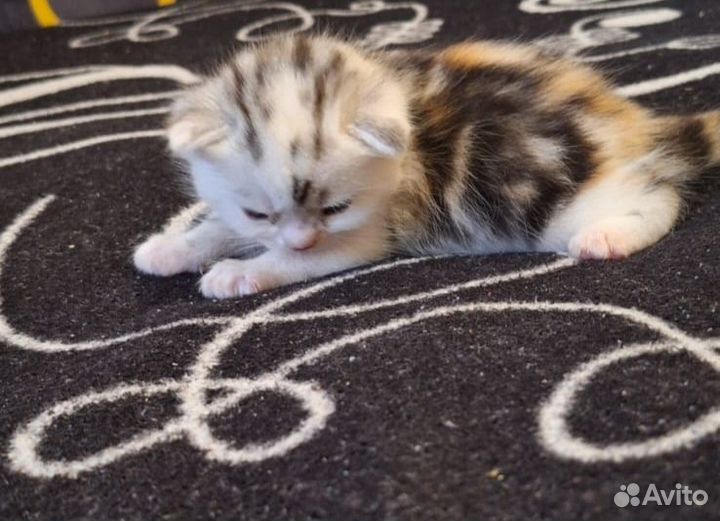 Котенок