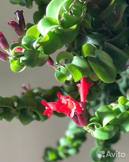 Комнатные растения, экзоты