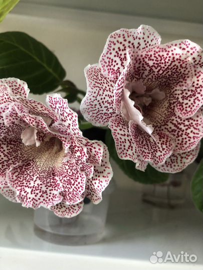 Глоксиния махровая