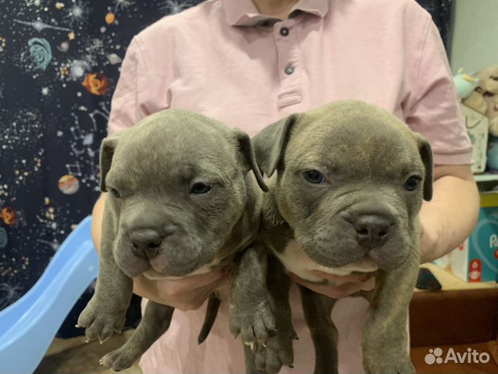 Американский булли щенки