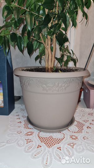 Фикус бенджамина