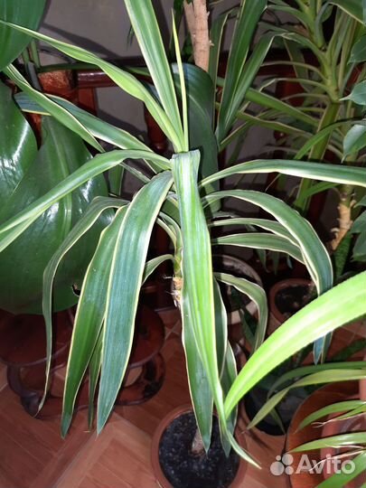 Продам цветы комнатные