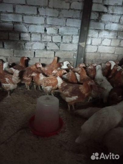 Куры-молодки