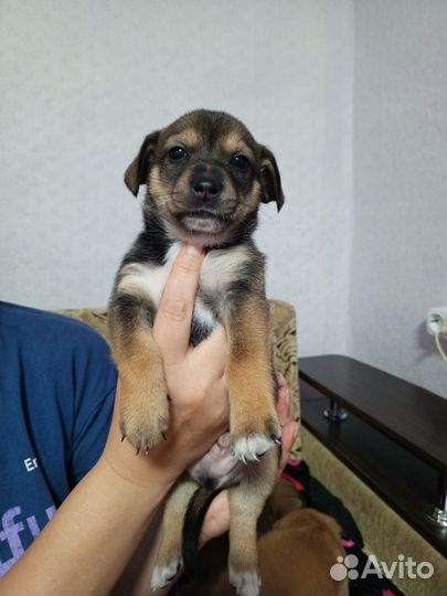 Отдам щенка в добрые руки