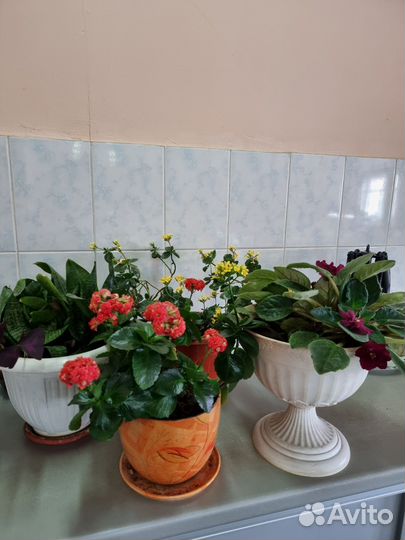 Комнатные цветы