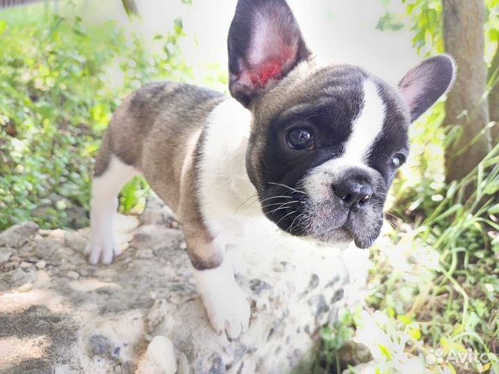 Щенки французского бульдога