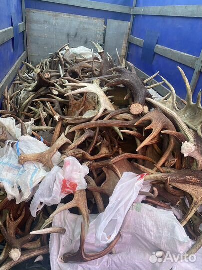 Рога оленя лося