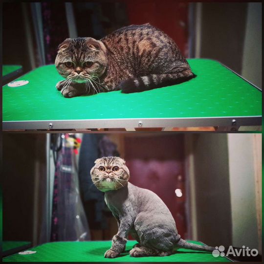 Стрижка кошек и собак на дому