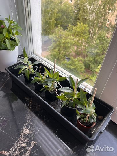 Каланхоэ лечебное