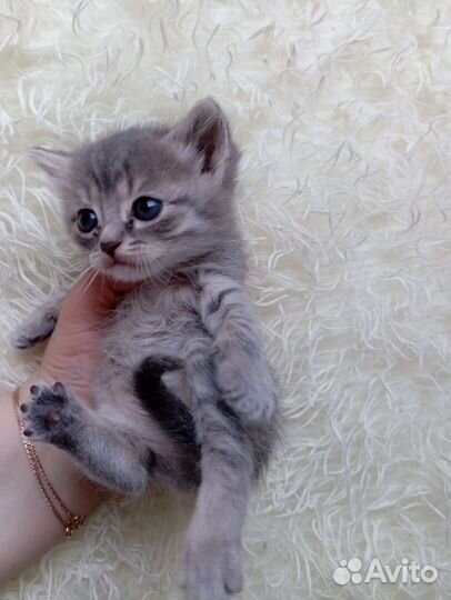Котята в добрые руки бесплатно
