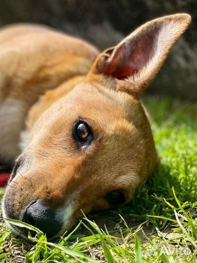 Собака улыбака в дар