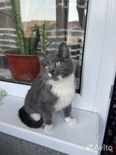 Котенок