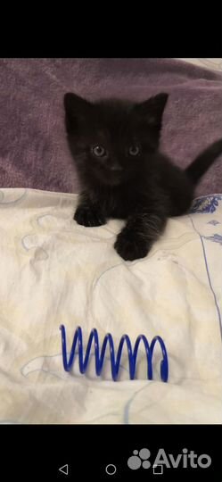 Кошка