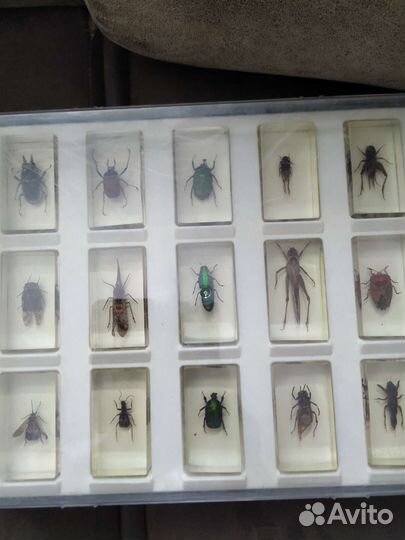 Настоящие Насекомые и их знакомые