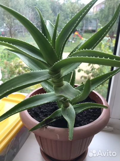 Алое вера лечебный