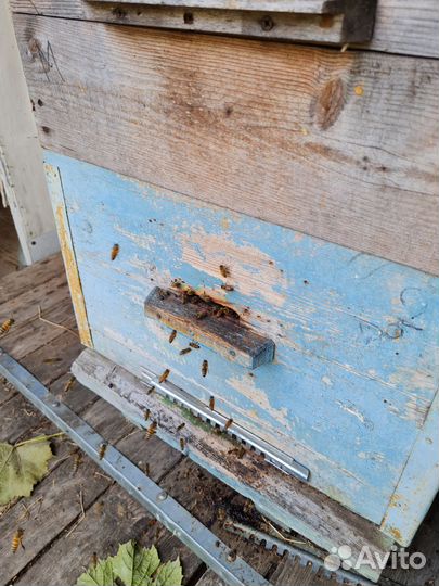 Ульи с пчелами