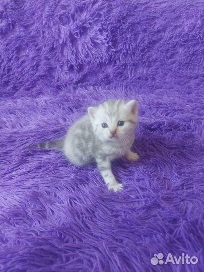 Британские котята