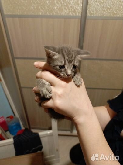 Кошка в дар бесплатно